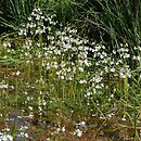 Hottonietum palustris - zespół okrężnicy bagiennej