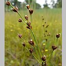 Juncus alpinoarticulatus (sit alpejski)