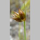 Juncus capitatus (sit główkowaty)