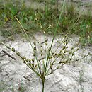 Juncus anthelatus (sit białawy)