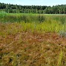 Ranunculo-Juncetum bulbosi - zespół situ drobnego i jaskra płomiennika