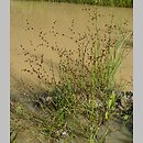 Juncus tenageia (sit błotny)