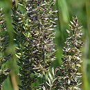 Koeleria macrantha (strzęplica nadobna)