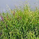 Leersietum oryzoidis - zespół zamokrzycy ryżowej