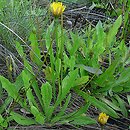 Leontodon saxatilis (brodawnik różnoowockowy)