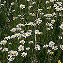 Leucanthemum vulgare (jastrun właściwy)
