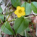 Lysimachia nemorum (tojeść gajowa)
