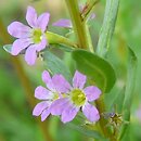 Lythrum hyssopifolia (krwawnica wąskolistna)