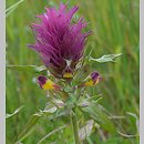 Melampyrum arvense (pszeniec różowy)