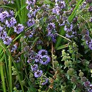 Mentha pulegium (mięta polej)