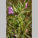 Misopates orontium (wyżlin polny)