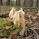 Monotropa (korzeniówka)