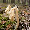 Monotropa hypopitys (korzeniówka pospolita)