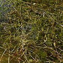 Myriophylletum spicati - zespół wywłócznika kłosowego