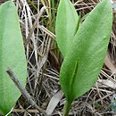 Ophioglossum vulgatum (nasięźrzał pospolity)