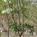 Peucedanum oreoselinum (gorysz pagórkowy)
