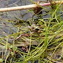 Pilularia globulifera (gałuszka kulecznica)