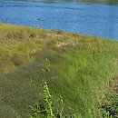 Polygonum nodosum-Eragrostis albensis - zbiorowisko z miłą białawą