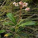 Chimaphila umbellata (pomocnik baldaszkowy)