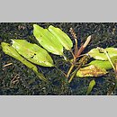 Potamogeton alpinus (rdestnica alpejska)