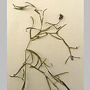 Potamogeton berchtoldii (rdestnica Berchtolda)