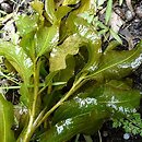 Potamogetonaceae (rdestnicowate)