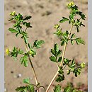 Potentilla supina (pięciornik niski)