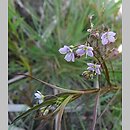 Veronica scutellata (przetacznik błotny)