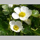 Ranunculus peltatus (jaskier tarczowaty)