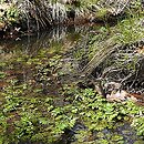 Beruletum submersae - zespół podwodnej formy potocznika i włosieniczników