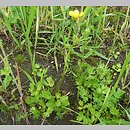 Ranunculus sardous (jaskier sardyński)