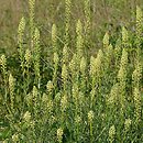 Reseda (rezeda)
