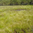 Sphagno tenelli-Rhynchosporetum albae - mszar przygiełkowy