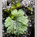 Riccia cavernosa (wgłębka jamkowata)