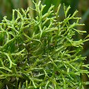 Riccia fluitans (wgłębka wodna)