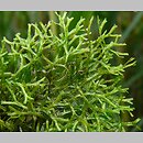 Riccia (wgłębka)