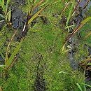 Riccietum fluitantis - zespół wgłębki wodnej