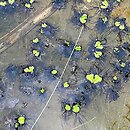 Ricciocarpetum natantis - zespół wgłębika pływającego