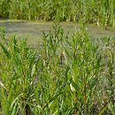 Rumicetum palustris - zespół szczawiu błotnego
