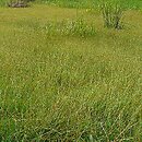 Rumici-Alopecuretum aequalis - zespół wyczyńca czerwonożółtego
