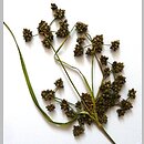 Scirpus georgianus (sitowie amerykańskie)