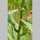 Senecio hercynicus (starzec hercyński)