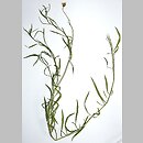 Senecio inaequidens (starzec nierównozębny)