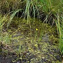 Sphagno-Utricularion - zb. kwaśnowodnych zbiorników dystroficznych humusowych