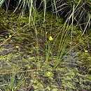 Utricularietum ochroleucae - zespół pływacza krótkoostrogowego