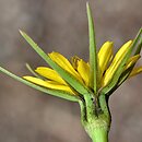 Tragopogon pratensis ssp. minor (kozibród łąkowy mniejszy)