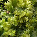 Trichocolea tomentella (rzęsienica kutnerowata)
