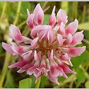 Trifolium hybridum agg. (koniczyna białoróżowa (agg.))
