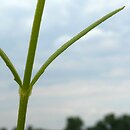 Valerianella dentata (roszpunka ząbkowana)