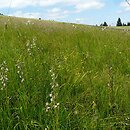 Valeriano-Caricetum flavae - żyzna młaka karpacka